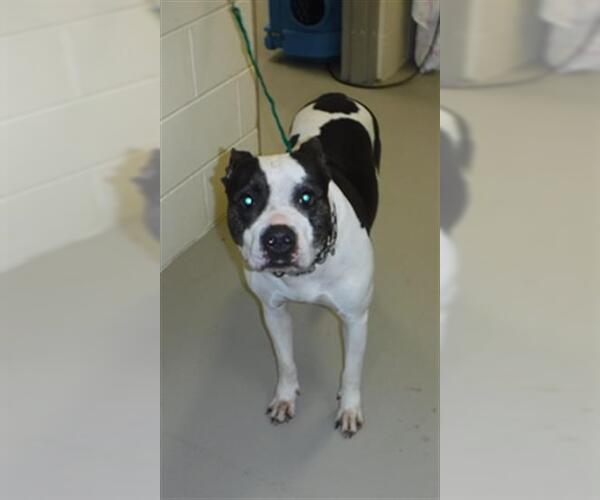 Medium Photo #1  Puppy For Sale in , 