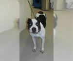 Small Photo #1  Puppy For Sale in , 