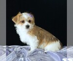 Small #4 Morkie