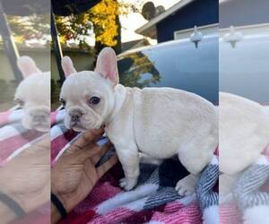 French Bulldog Puppy for sale in ELK GROVE, CA, USA