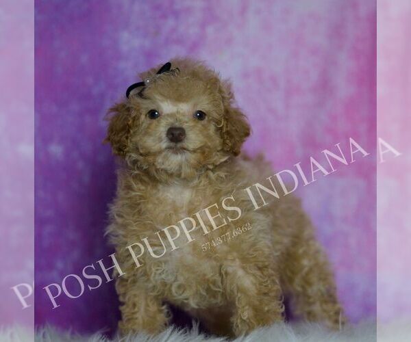 Medium Photo #73 Maltipoo (Miniature) Puppy For Sale in WARSAW, IN, USA