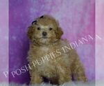 Small #4 Maltipoo (Miniature)