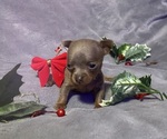 Puppy Puppy 1 Chihuahua