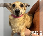 Small #1 Jack Russell Terrier Mix