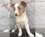Small Photo #26 Australian Shepherd Puppy For Sale in ARBA, IN, USA