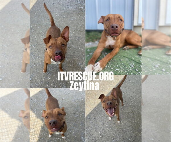 Medium Photo #2 Mutt Puppy For Sale in Evansville, IN, USA