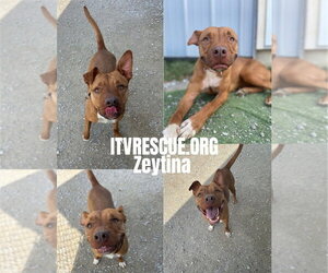 Zeytina - Female Mutt Dog for Adoption - Photo #2