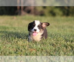 Small #9 Pembroke Welsh Corgi