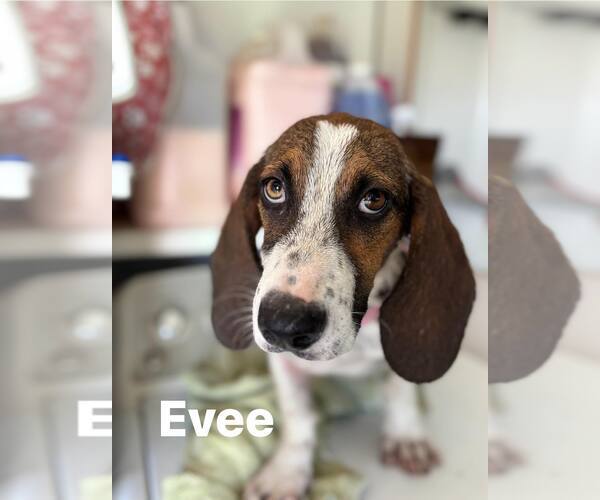 Medium Photo #1 Mutt Puppy For Sale in Turlock, CA, USA