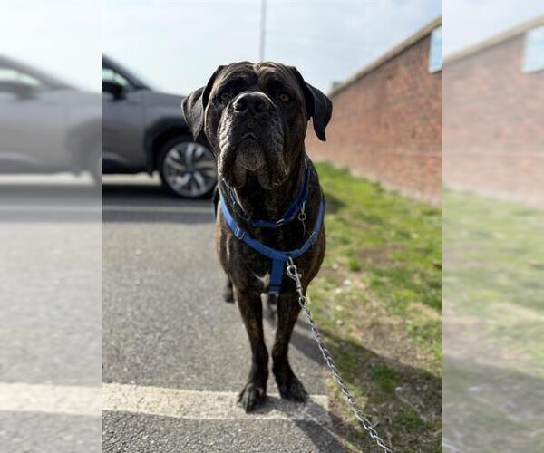 Medium Photo #3 Mastiff Puppy For Sale in Boston, MA, USA