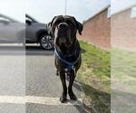 Small #2 Mastiff
