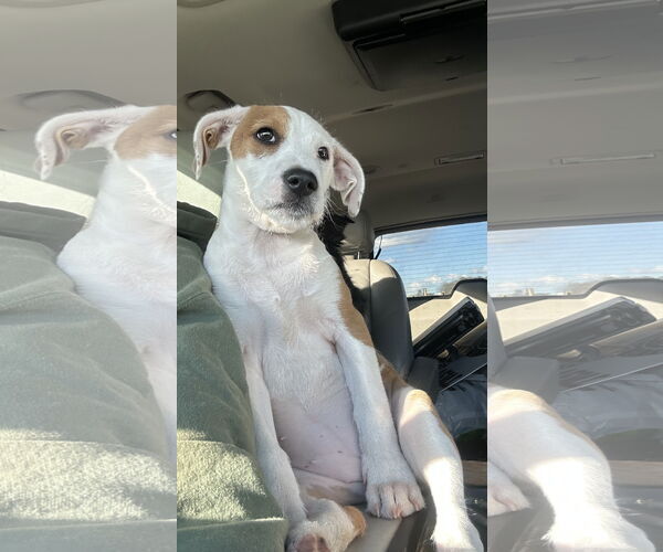 Medium Photo #3 Mutt Puppy For Sale in Ball Ground, GA, USA