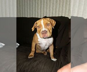 American Pit Bull Terrier Puppy for sale in HOLLYWOOD, FL, USA