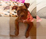 Small #1 Mutt