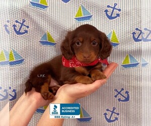 Dachshund Puppy for sale in WINNSBORO, LA, USA