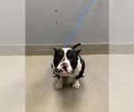 Small American Pit Bull Terrier Mix