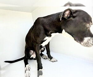 Mutt Dogs for adoption in Houston, TX, USA