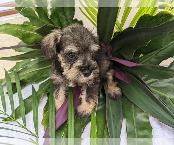 Medium Photo #21 Schnauzer (Miniature) Puppy For Sale in FORT PIERCE, FL, USA
