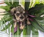 Small Photo #21 Schnauzer (Miniature) Puppy For Sale in FORT PIERCE, FL, USA