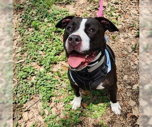 Mutt Dogs for adoption in San Antonio, TX, USA