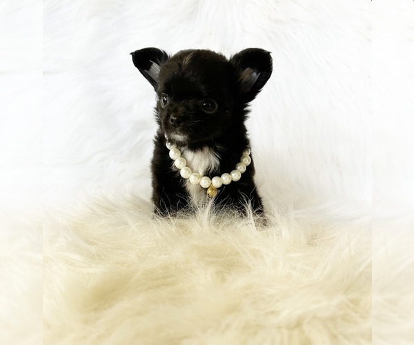 Medium Photo #8 Chihuahua Puppy For Sale in SACRAMENTO, CA, USA