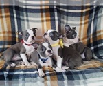 Small Photo #22 Boston Terrier Puppy For Sale in MINERAL WELLS, WV, USA