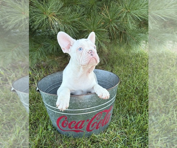 Medium Photo #2 French Bulldog Puppy For Sale in MIDDLEBURY, IN, USA
