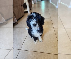 Aussiedoodle Miniature  Puppy for sale in CLEBURNE, TX, USA