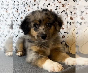Miniature Australian Shepherd Puppy for sale in FRANKLIN, IN, USA