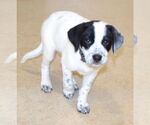 Small #1 Great Pyrenees-Pointer Mix