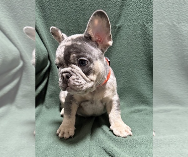 Medium Photo #38 French Bulldog Puppy For Sale in FOUNTAIN CITY, IN, USA