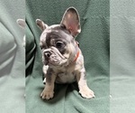 Small Photo #38 French Bulldog Puppy For Sale in FOUNTAIN CITY, IN, USA