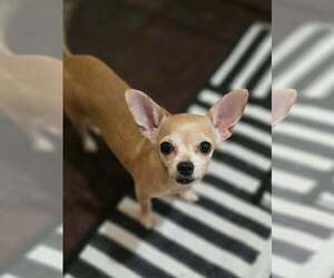Chihuahua Dogs for adoption in Sandy, UT, USA