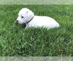 Small Photo #8 Jack Russell Terrier Puppy For Sale in APPLE CREEK, OH, USA