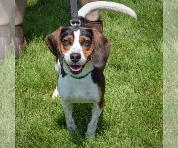 Medium Photo #3 Beagle Puppy For Sale in Huntley, IL, USA