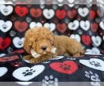 Small #3 Cavapoo (Miniature)