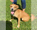 Small #1 Labrador Retriever Mix