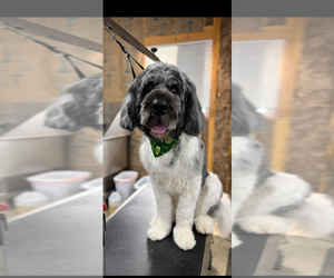 Father of the Newfypoo puppies born on 12/16/2025