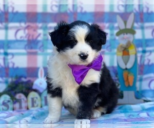 Border Collie-Unknown Mix Puppy for sale in LANCASTER, PA, USA