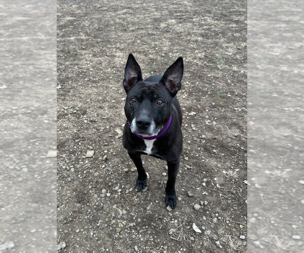 Medium Photo #8 Mutt Puppy For Sale in South Bend, IN, USA