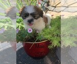 Small Photo #7 Zuchon Puppy For Sale in CLARE, IL, USA