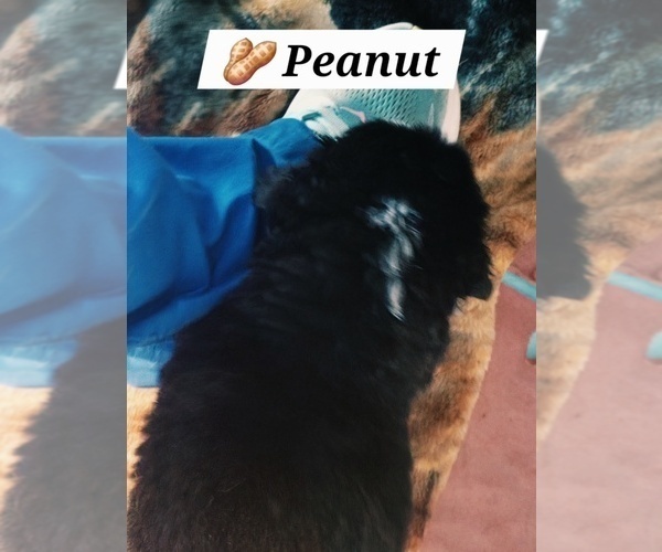 Medium Photo #3 Bernese Mountain Dog Puppy For Sale in SUPERIOR, WI, USA