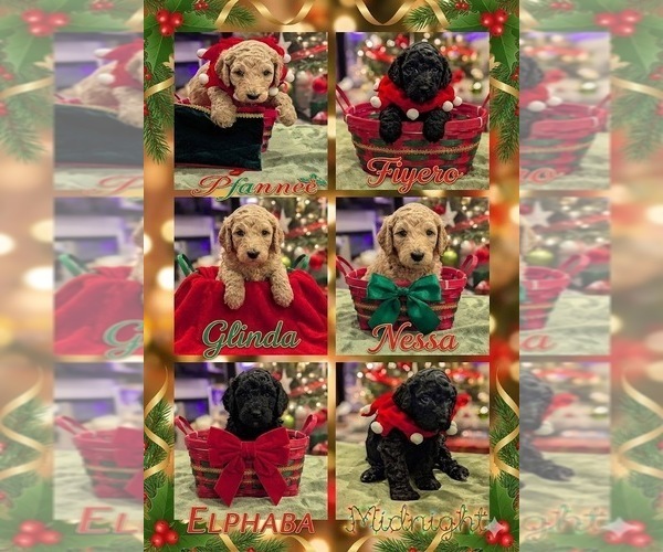 Medium Photo #5 Cocker Spaniel-Goldendoodle Mix Puppy For Sale in BUFFALO, NY, USA