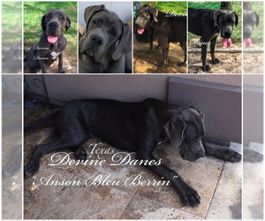 Father of the Great Dane puppies born on 05/28/2020