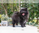Small #3 Pomeranian