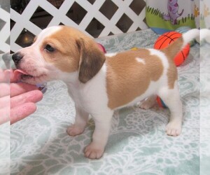 Beagle Dog for Adoption in RATTAN, Oklahoma USA