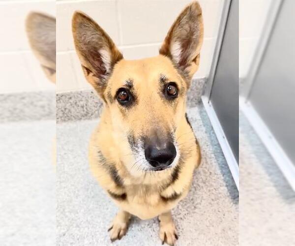 Medium Photo #2 German Shepherd Dog-Unknown Mix Puppy For Sale in Houston, TX, USA