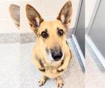 Small #1 German Shepherd Dog Mix