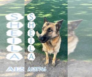 Mutt Dogs for adoption in HESPERIA, CA, USA
