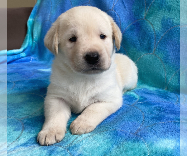 Medium Photo #11 Labrador Retriever Puppy For Sale in PALM COAST, FL, USA